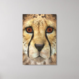 Cheetah Canvas Print