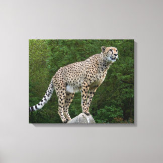 Cheetah Canvas Print