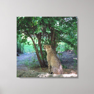 Cheetah Canvas Print