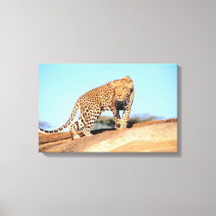 Cheetah Canvas Print