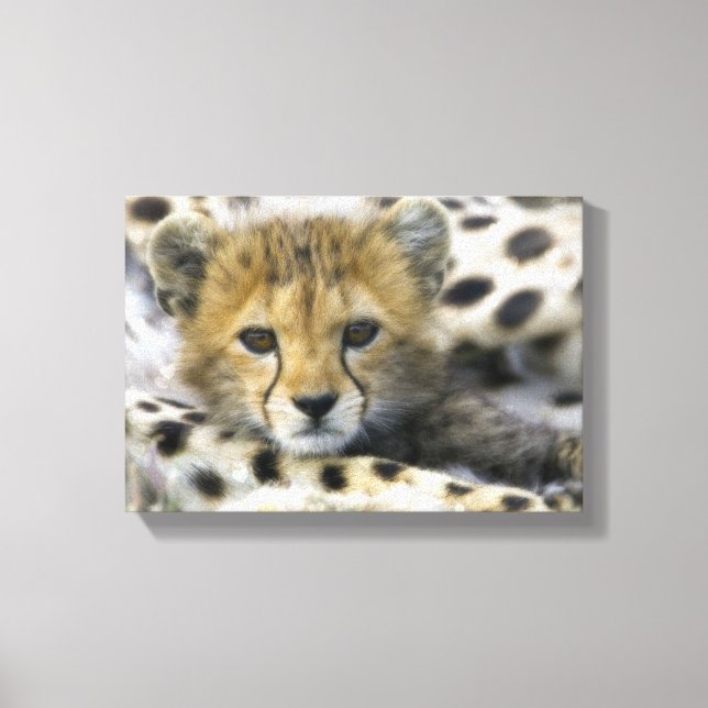 Cheetah Canvas Print (Front)