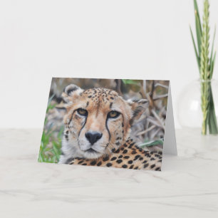 Cheetah Cat Art Portrait Note Card
