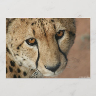 Cheetah Cat Invitation