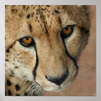 Cheetah Cat Print