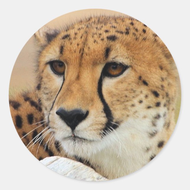 Cheetah Classic Round Sticker (Front)
