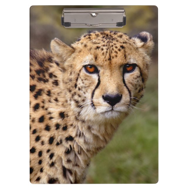 Cheetah Clipboard (Front)