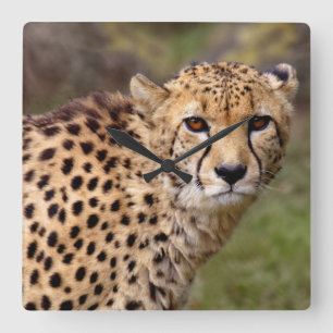 Cheetah Clock