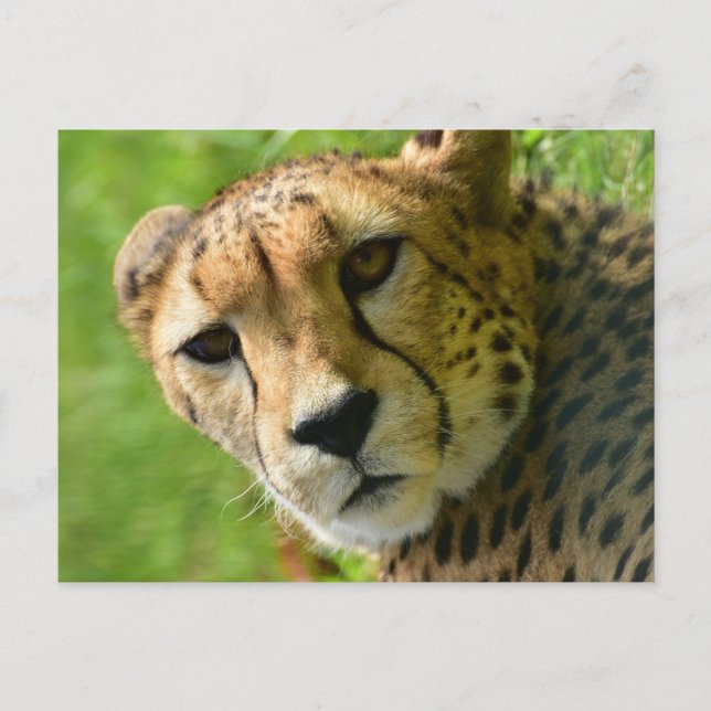 Cheetah Close Up Face Postcard (Front)
