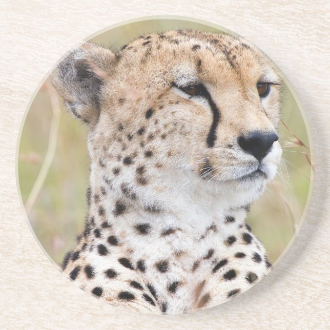 Cheetah Coaster (Front)