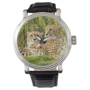 Cheetah Companions – Resting in the Wild Watch