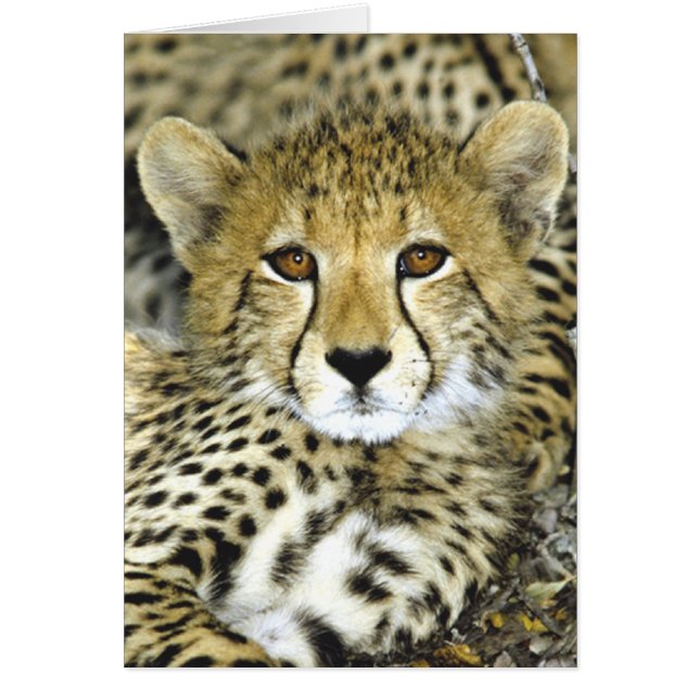 Cheetah Cub 2 (Front)