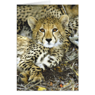 Cheetah Cub 2 Card