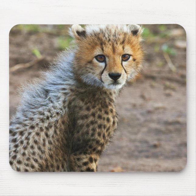 Cheetah Cub Acinonyx Jubatus) Mouse Pad (Front)