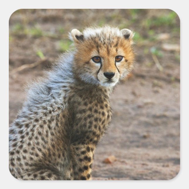 Cheetah Cub Acinonyx Jubatus) Square Sticker (Front)