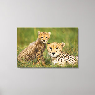 Cheetah Cub and Parent in Grass Canvas Print