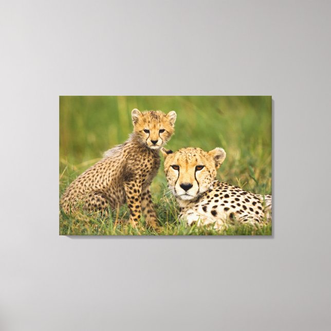 Cheetah Cub and Parent in Grass Canvas Print (Front)