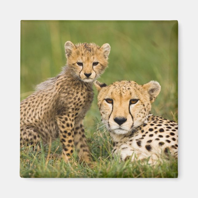 Cheetah Cub and Parent in Grass Magnet (Front)