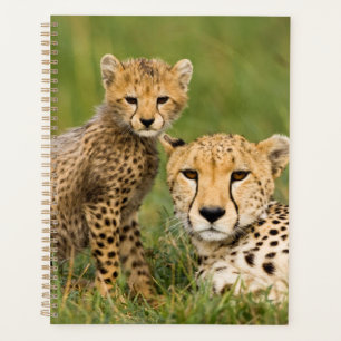 Cheetah Cub and Parent in Grass Planner