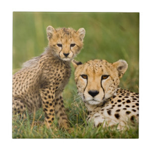 Cheetah Cub and Parent in Grass Tile