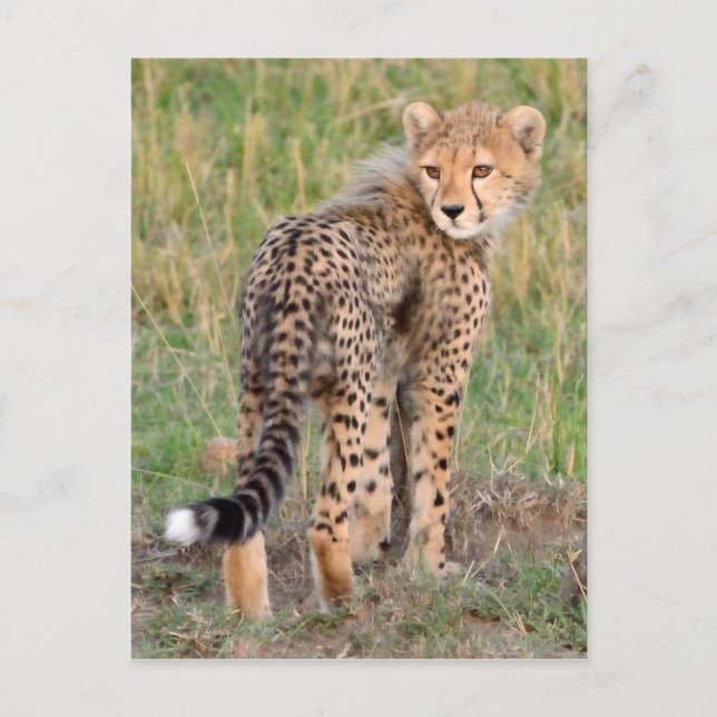 Cheetah Cub Looking Your Way. Postcard (Front)