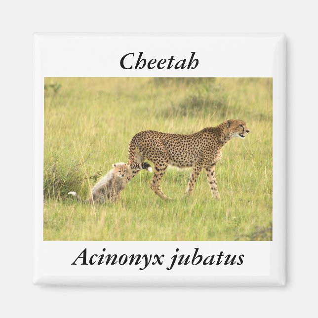 Cheetah & cub Magnet (Front)