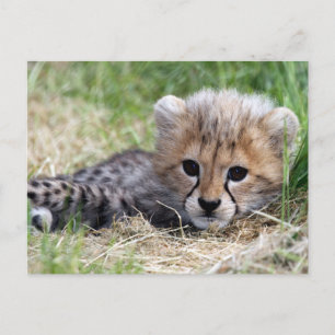 Cheetah cub postcard