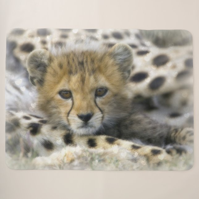 Cheetah Cub Sherpa Blanket (Front (Horizontal))