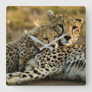 Cheetah Cub Snuggling with its Mom Square Wall Clock