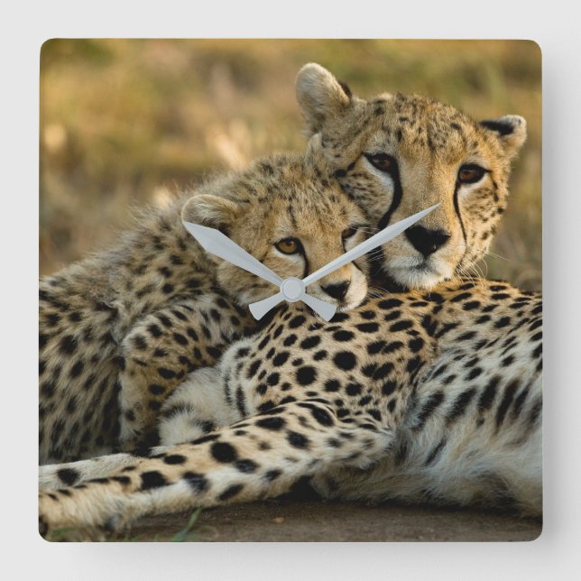Cheetah Cub Snuggling with its Mom Square Wall Clock (Front)