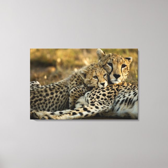 Cheetah Cub Snuggling with its Mum Canvas Print (Front)