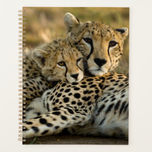 Cheetah Cub Snuggling with its Mum Planner