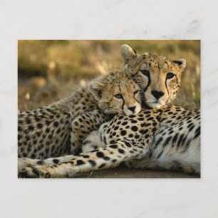 Cheetah Cub Snuggling with its Mum Postcard
