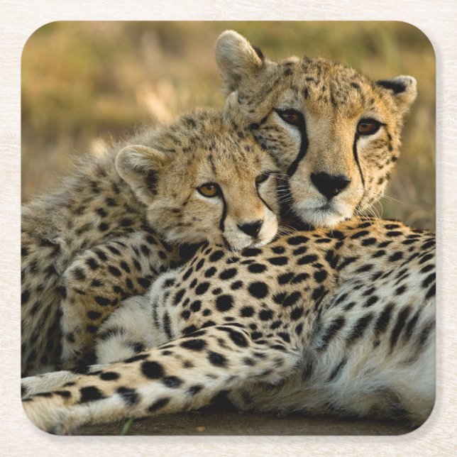 Cheetah Cub Snuggling with its Mum Square Paper Coaster (Front)