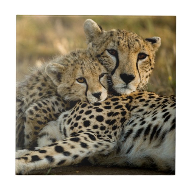 Cheetah Cub Snuggling with its Mum Tile (Front)