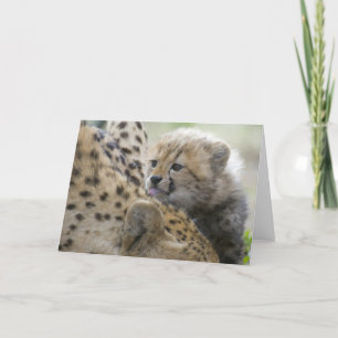Cheetah Cub with Mum Card