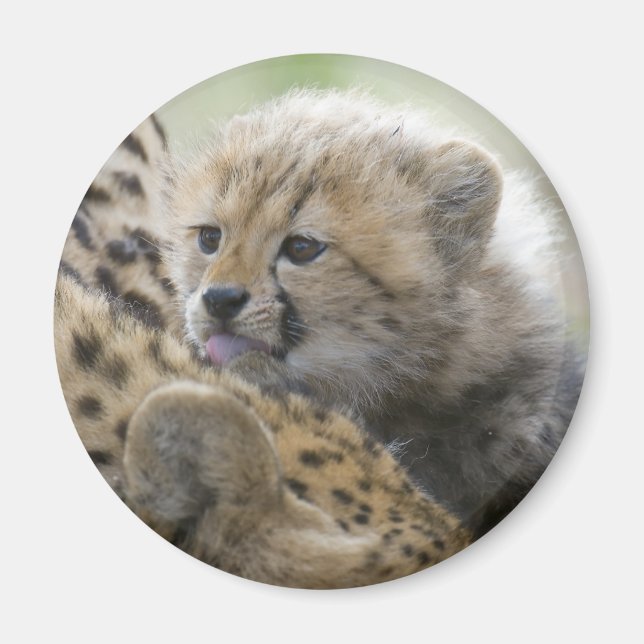 Cheetah Cub with Mum Magnet (Front)