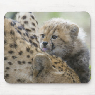 Cheetah Cub with Mum Mouse Pad