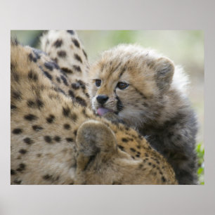 Cheetah Cub with Mum Poster