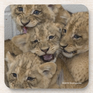 Cheetah Cubs Playing Coaster