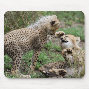 Cheetah Cubs Playing Mouse Pad