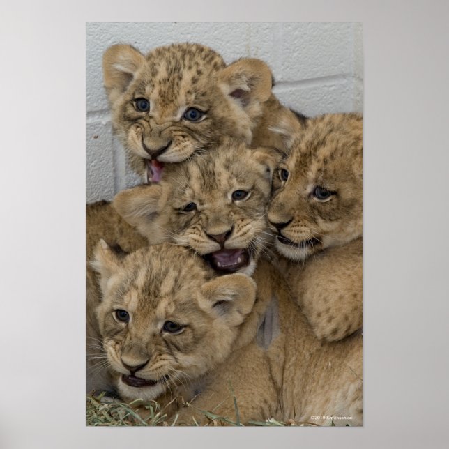 Cheetah Cubs Playing Poster (Front)