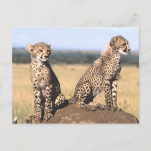 Cheetah Cubs Postcard