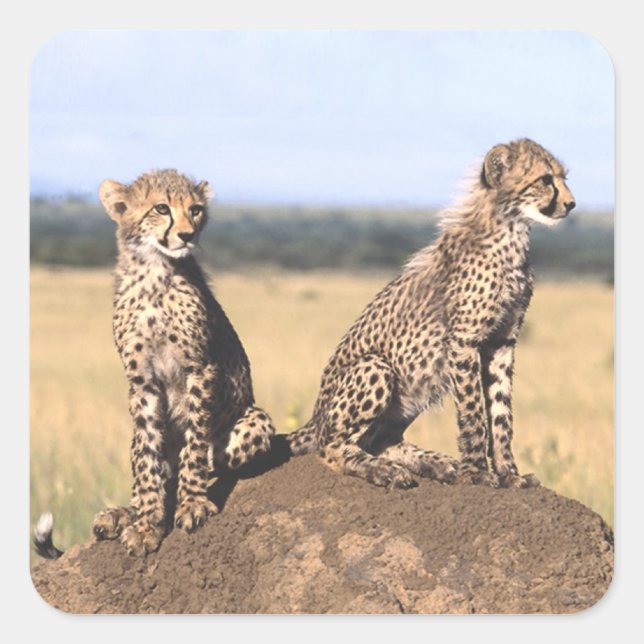 Cheetah Cubs Square Sticker (Front)