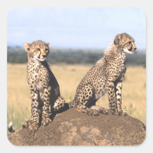 Cheetah Cubs Square Sticker