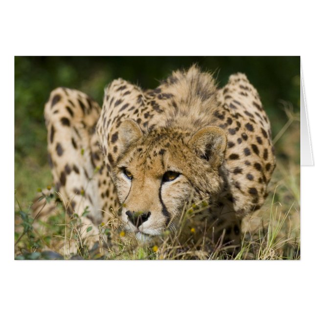 Cheetah Down Low (Front Horizontal)
