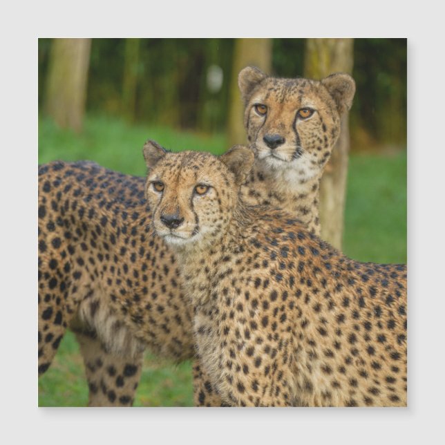 Cheetah Duo (Front)