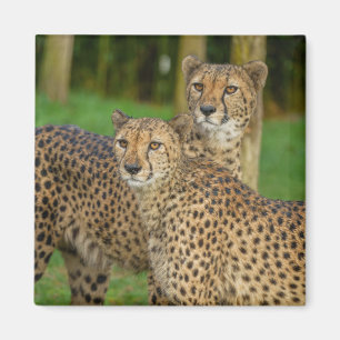 Cheetah Duo Magnet