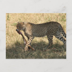 cheetah eats postcard