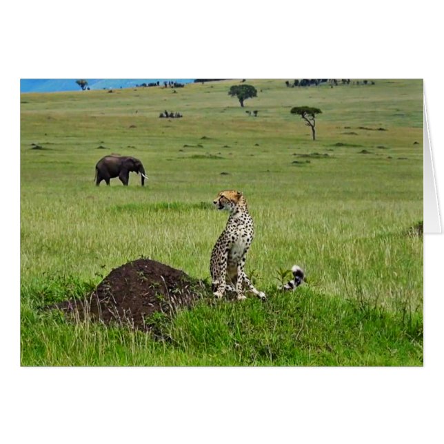 Cheetah elephant (Front Horizontal)