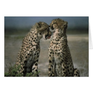 Cheetah friends